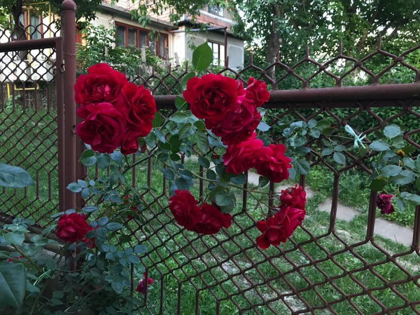 Trandafir urcator - Flori