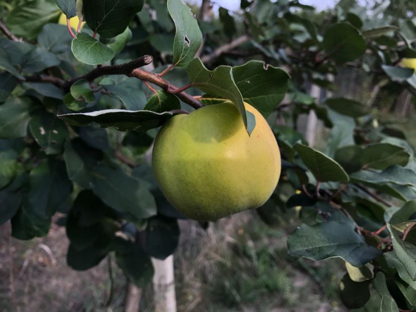 Gutui - Pomi fructiferi