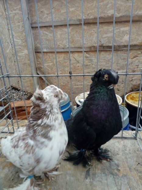  - jucatori de botosani 2019