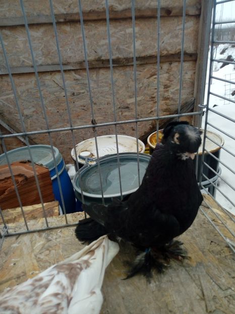  - jucatori de botosani 2019