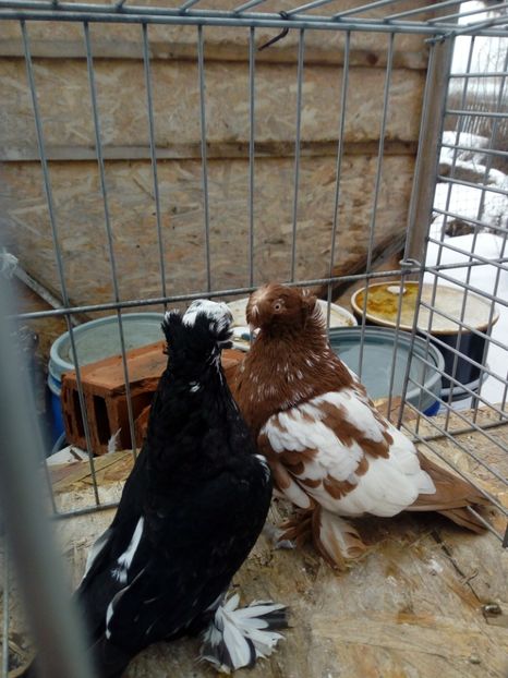  - jucatori de botosani 2019