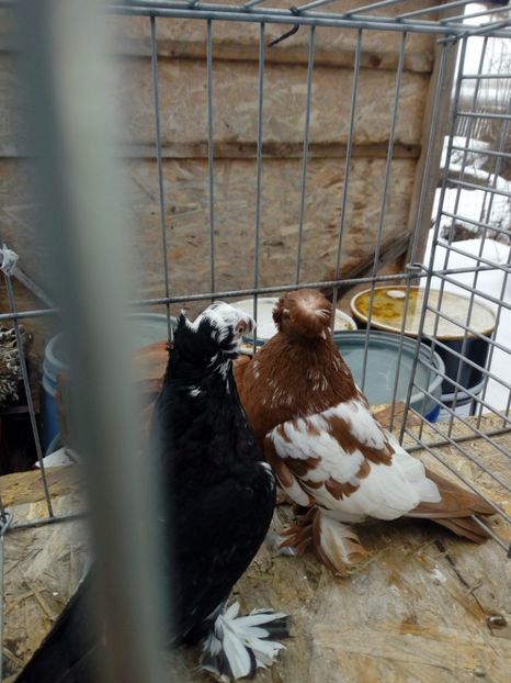  - jucatori de botosani 2019