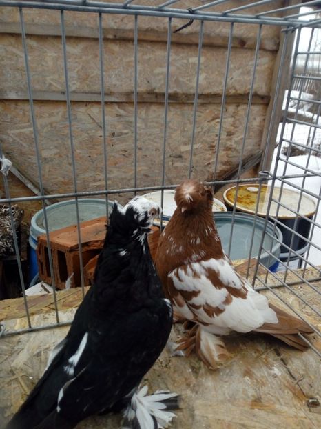  - jucatori de botosani 2019