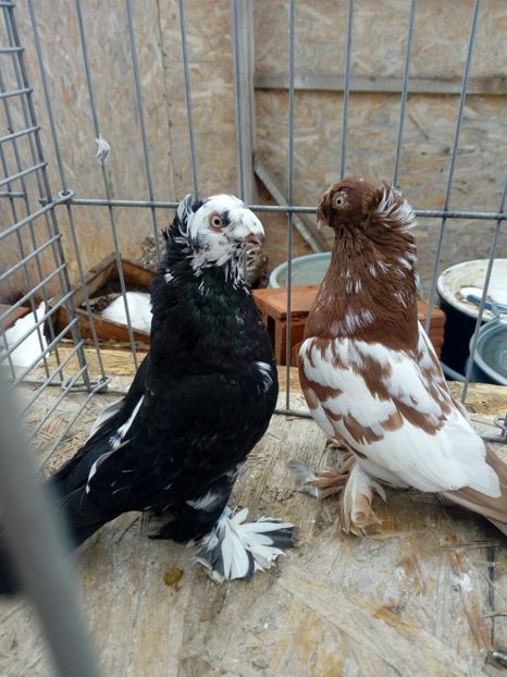  - jucatori de botosani 2019