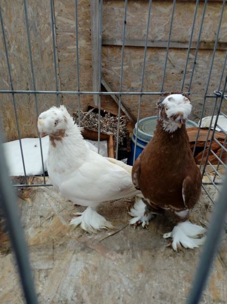  - jucatori de botosani 2019