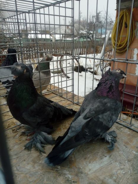  - jucatori de botosani 2019