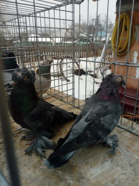  - jucatori de botosani 2019