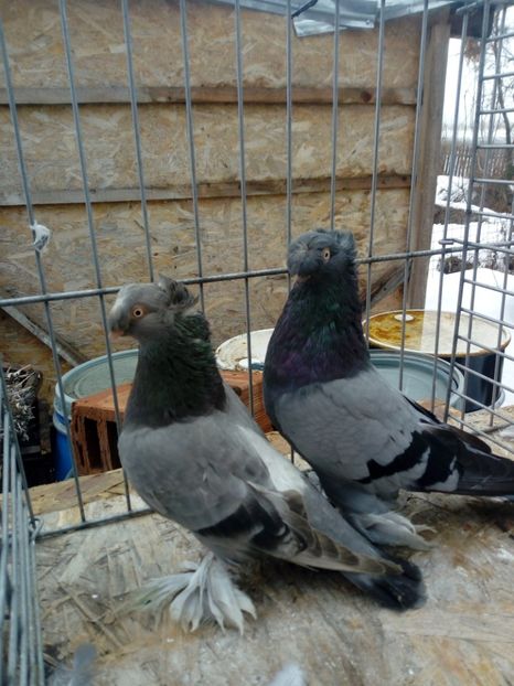  - jucatori de botosani 2019