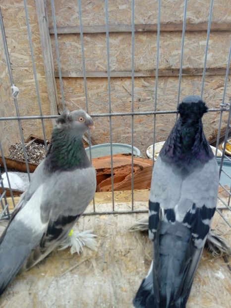  - jucatori de botosani 2019