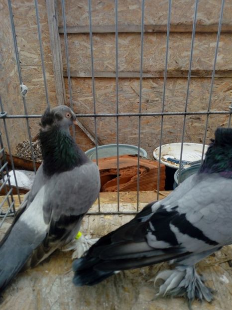  - jucatori de botosani 2019