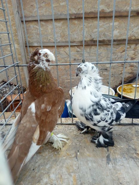  - jucatori de botosani 2019