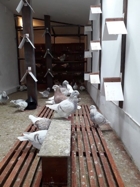  - Câțiva dintre porumbeii mei