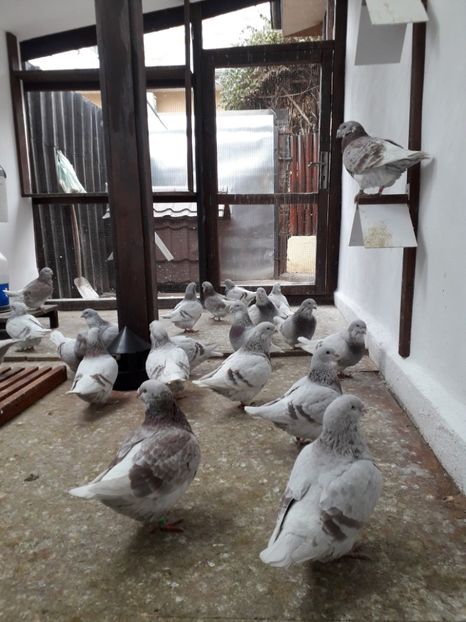  - Câțiva dintre porumbeii mei
