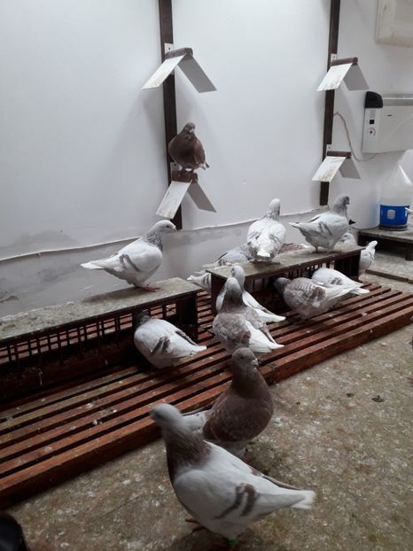  - Câțiva dintre porumbeii mei