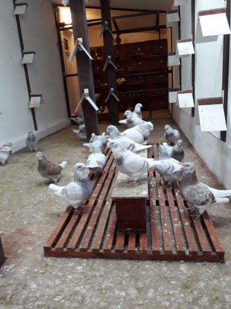  - Câțiva dintre porumbeii mei