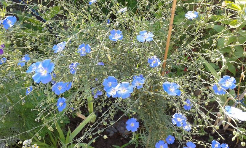  - dragostea  de natura