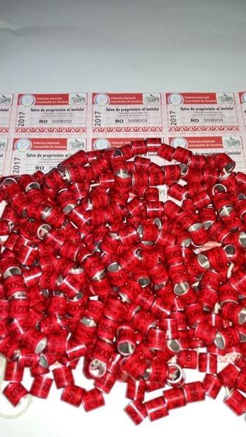 FCI 2017 - Por inele