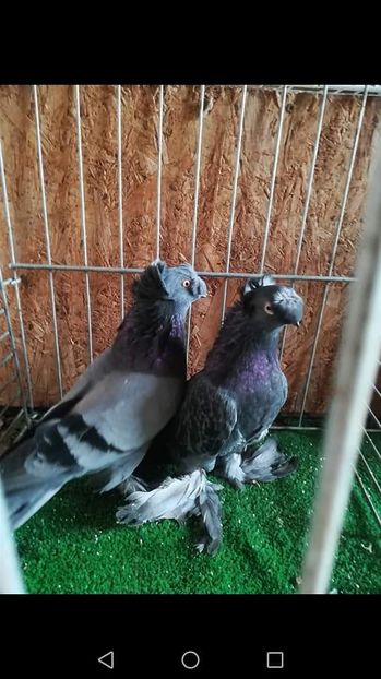  - jucatori de botosani 2019