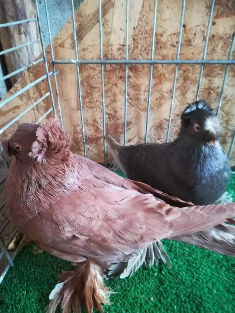  - jucatori de botosani 2019