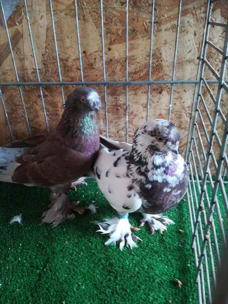  - jucatori de botosani 2019