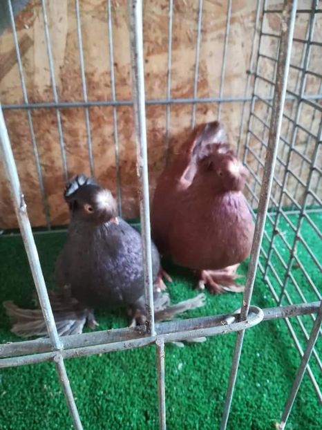  - jucatori de botosani 2019