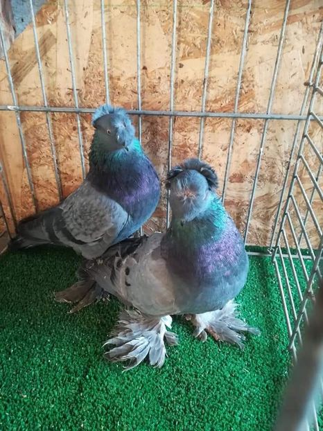  - jucatori de botosani 2019