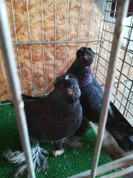  - jucatori de botosani 2019