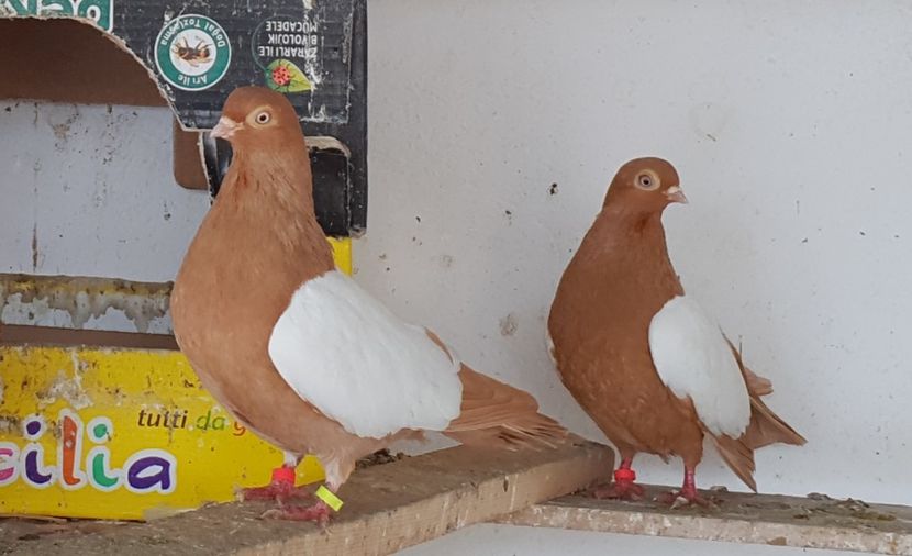  - Oglindati de Budapesta