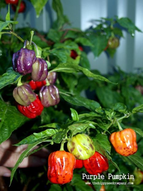 copiata THE HIPPY SEED COMPANY - Z SEMINTE ARDEI IUTE - PURPLE PUMPKIN - FRANCIS