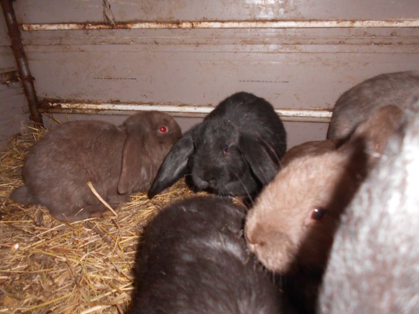  - Iepuri de vanzare FEBRUARIE 2019