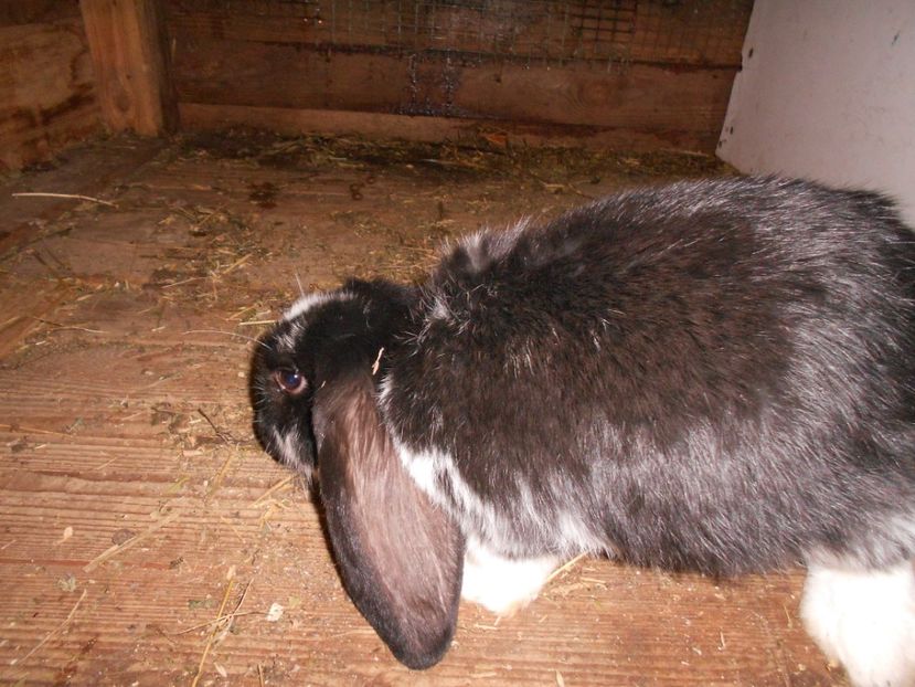  - Iepuri de vanzare FEBRUARIE 2019