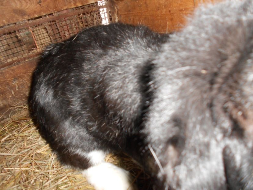  - Iepuri de vanzare FEBRUARIE 2019