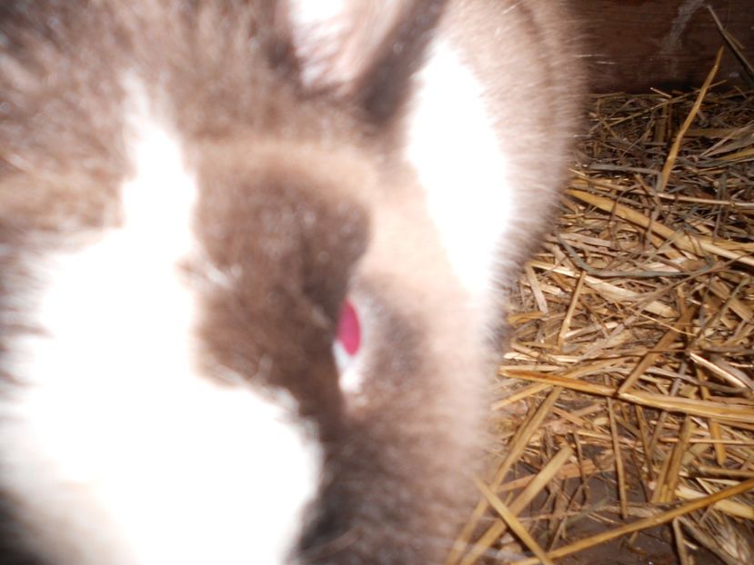  - Iepuri de vanzare FEBRUARIE 2019