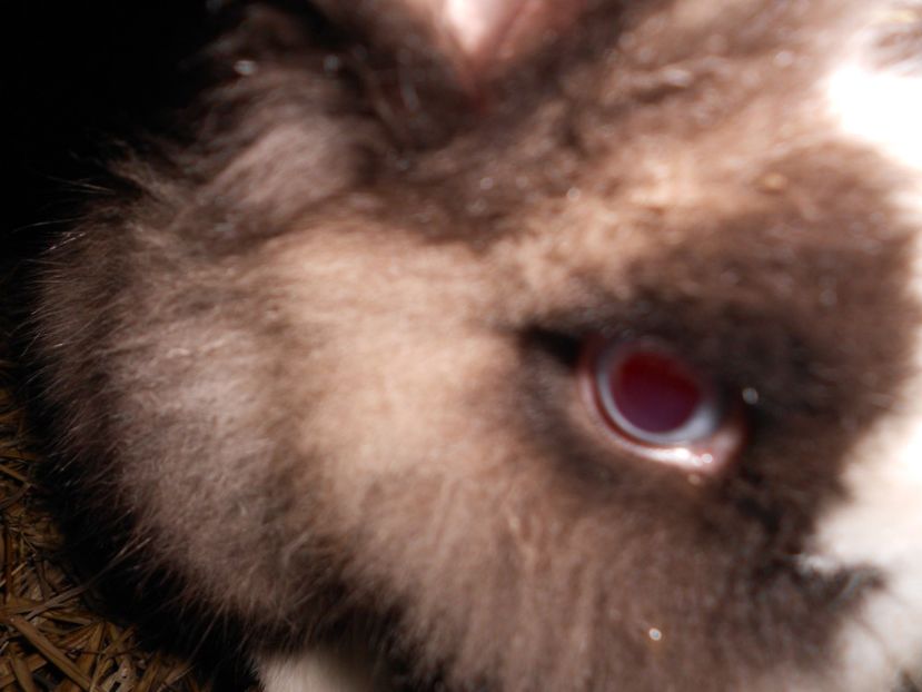  - Iepuri de vanzare FEBRUARIE 2019