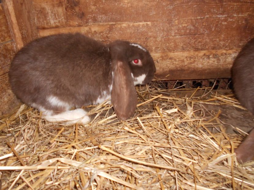  - Iepuri de vanzare FEBRUARIE 2019