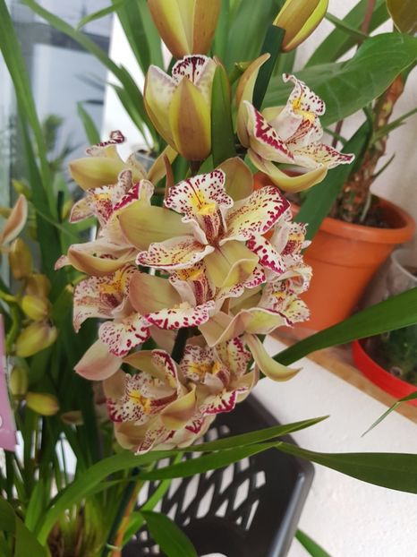  - 2 noi Cymbidium in colectie