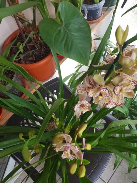  - 2 noi Cymbidium in colectie