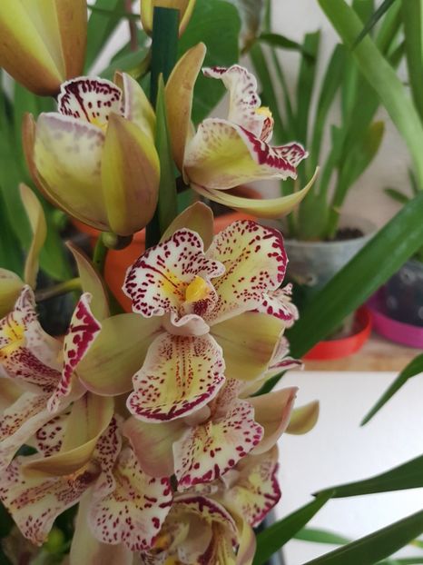  - 2 noi Cymbidium in colectie