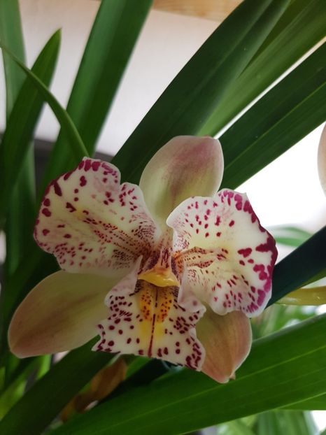  - 2 noi Cymbidium in colectie
