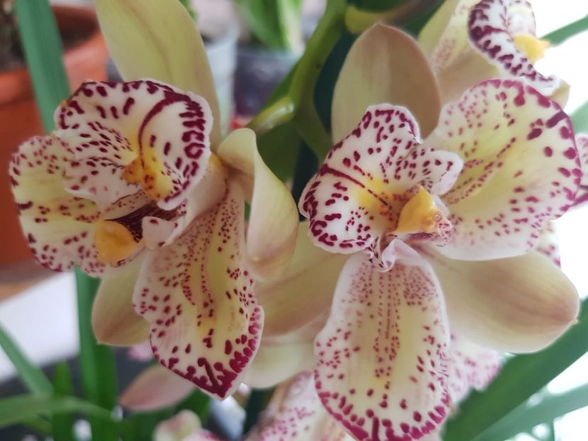  - 2 noi Cymbidium in colectie
