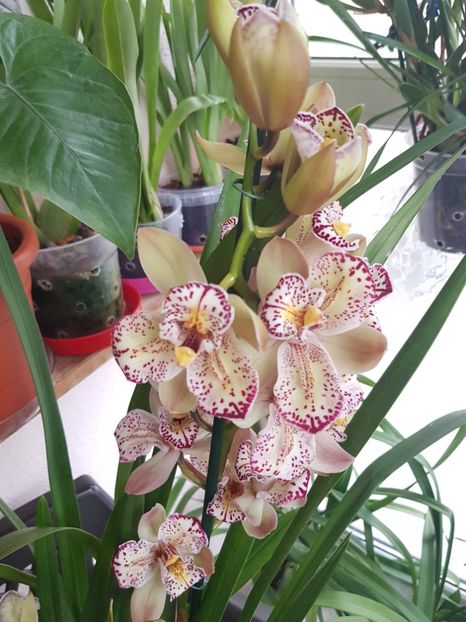  - 2 noi Cymbidium in colectie