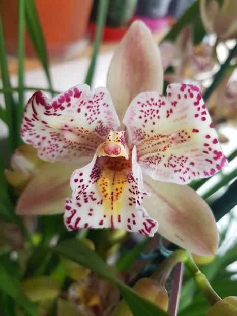  - 2 noi Cymbidium in colectie