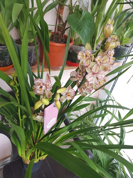  - 2 noi Cymbidium in colectie