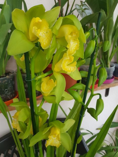  - 2 noi Cymbidium in colectie