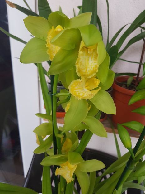 - 2 noi Cymbidium in colectie