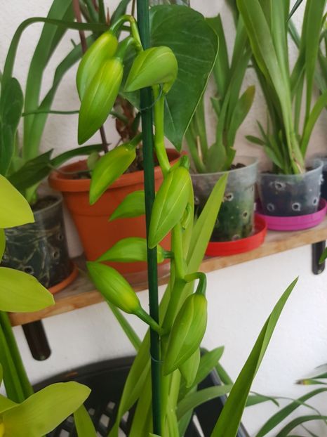  - 2 noi Cymbidium in colectie