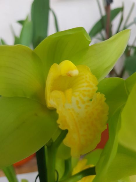  - 2 noi Cymbidium in colectie