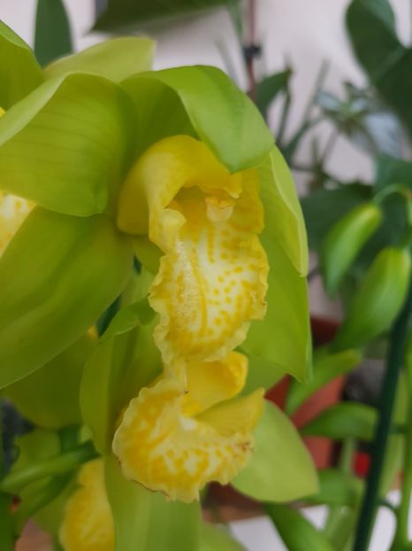  - 2 noi Cymbidium in colectie