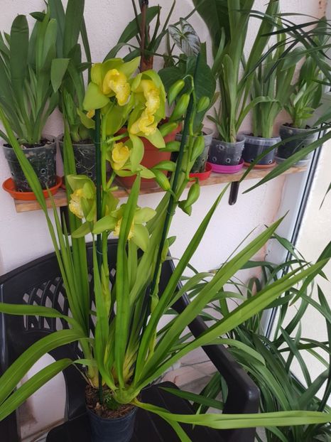  - 2 noi Cymbidium in colectie