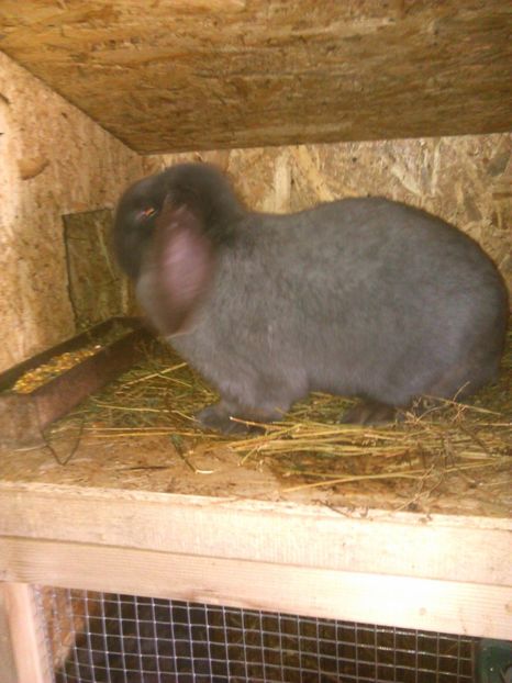  - Iepuri berbec german 2019